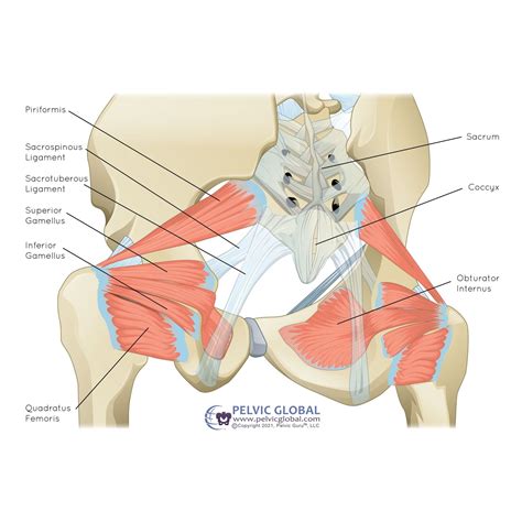 Hip Pain and Your Pelvic Floor Muscles — Radiance Physical Therapy