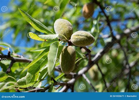 Are Almonds A Tree Nut