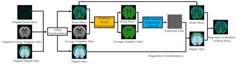 Regional Localization of Mouse Brain Slices Based on Unified Modal ...