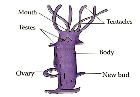 Hydra