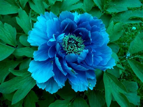 Blue Peony Flower Wallpapers - Wallpaper Cave