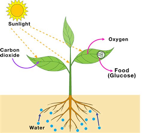 Exercises: Nutrition in Plants - Class 7 Oxford Science: Chapter Notes ...
