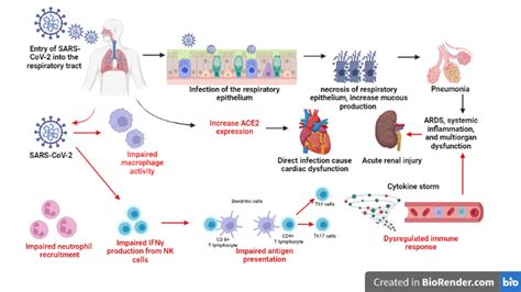 Fig. 1: Overview of SARS-CoV-2 pathogenesis mechanism (created with ...