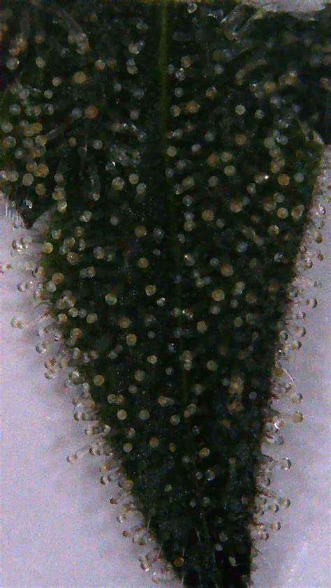 Pineapple Enzyme Microscope at Terrance Olson blog