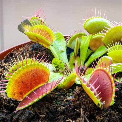 Venus Flytrap Care Guide - The Contented Plant