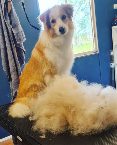 Grooming — The Salty Dog Grooming and Daycare - Boyne Island QLD
