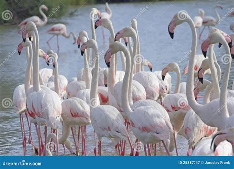 The Group of Flamingos Walking in the Lake. Stock Image - Image of life ...