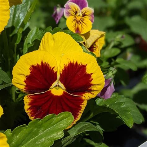 Properly Planting Pansies and Violas this Winter in the South - The ...
