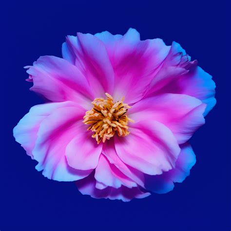 Pink And Blue Flowers Background