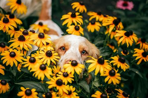 Dog Safe Perennial Flower Guide: 17 Non-Toxic Garden Plants Every Dog ...