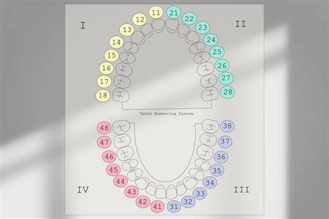 Dentist Teeth Numbering System at Ella Reibey blog
