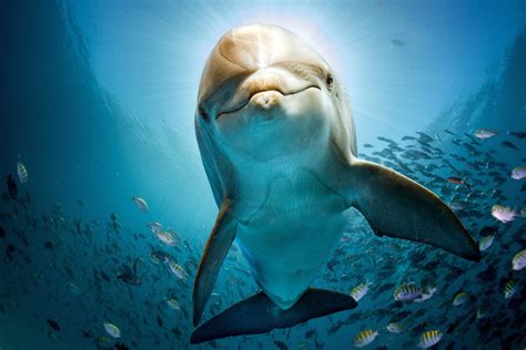 How Deep Can Dolphins Dive at Joel Kates blog