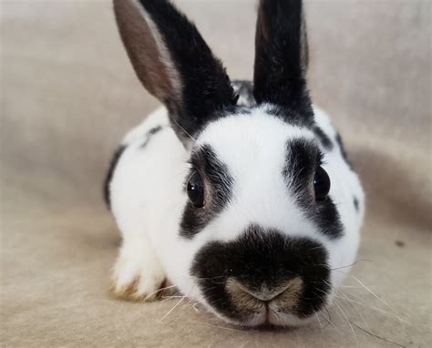 Mini Rex Rabbits For Sale | Port St. Lucie, FL #288819
