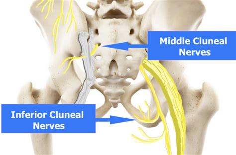 Inferior Cluneal Nerve