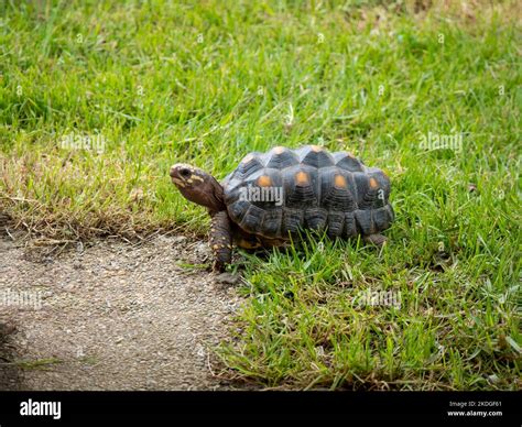 Red-Footed Tortoise (Chelonoidis Carbonarius) a Species from Northern ...