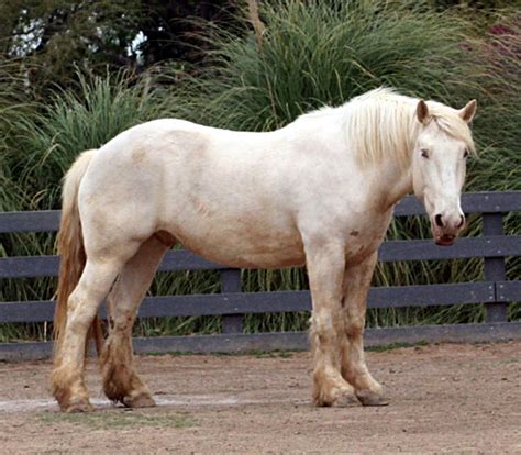 Small Horse Breeds