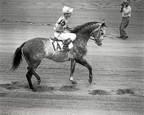 Legacy of the ‘Grey Ghost’: Native Dancer never lost at Saratoga ...