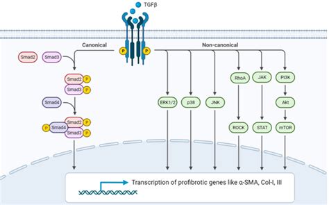 The role of TGF-β in cardiac fibrosis and heart failure: A review - IP ...