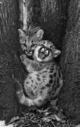 Image result for Super Cute Baby Animals Funny