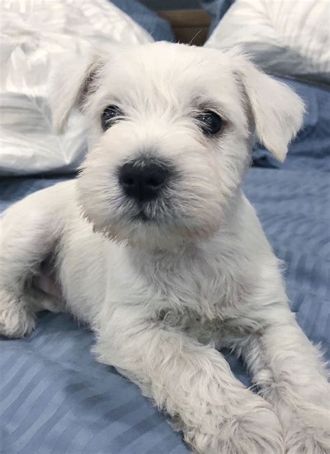 White Miniature Schnauzer Puppy on Bed