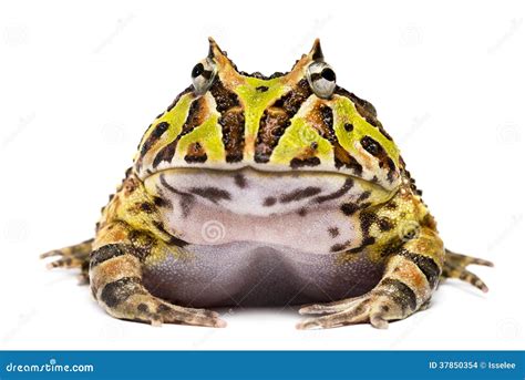 Front View of an Argentine Horned Frog, Ceratophrys Ornata Stock Photo ...