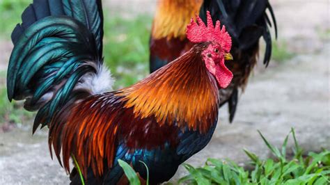 ‘Is chicken an animal or a bird?; Gujarat govt gives reply in High ...