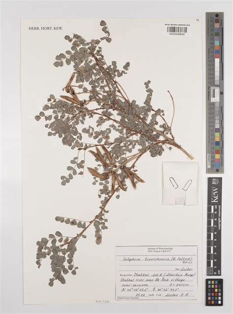 Caragana tianschanica (B.Fedtsch.) Sennikov | Plants of the World ...