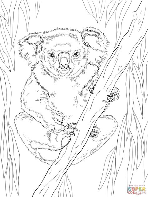 Koala Coloring Pages