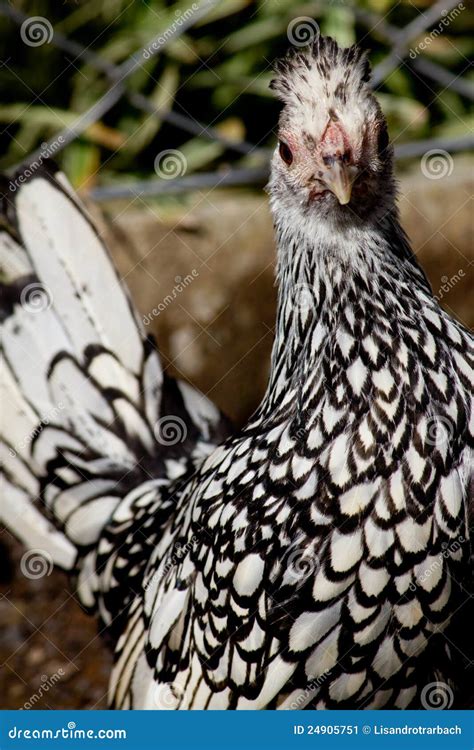 Black and White chicken stock image. Image of feathered - 24905751