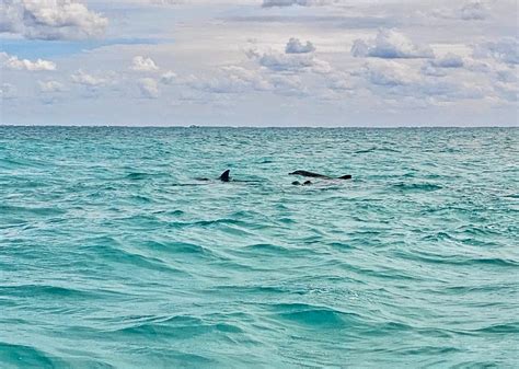 Wildlife In Cancun, Mexico: What Kind Of Animals You Can See