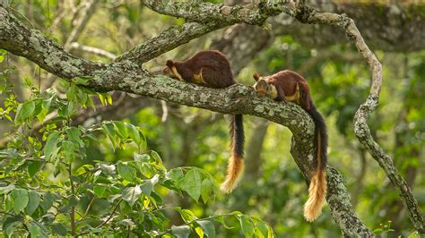 The Giant Squirrels Of India | Nature inFocus