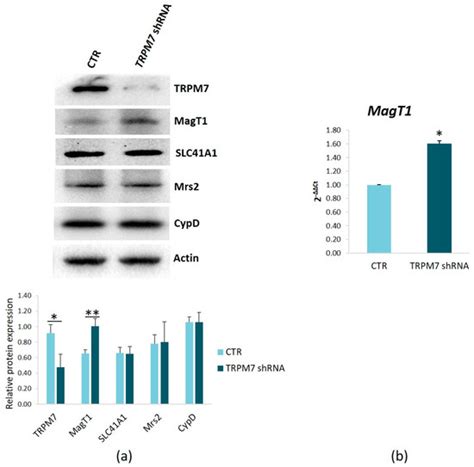 The Interplay between TRPM7 and MagT1 in Maintaining Endothelial ...