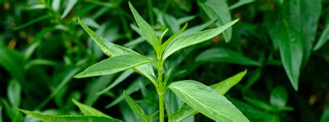 करेले से भी ज़्यादा असरदार! शुगर कंट्रोल के लिए रामबाण हैं ये छोटे पत्ते