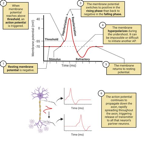 The Rising Phase Of The Action Potential Is Due To