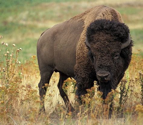 What's the Difference Between a Buffalo and a Bison?