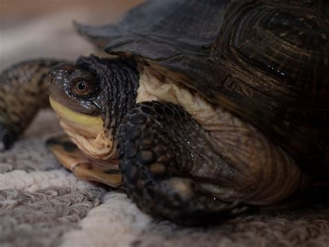 How Can I Tell the Age of an African Sideneck Turtle? - Clever Pet Owners
