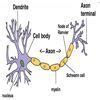 The tissue which conducts message from one part of the body ti the ...