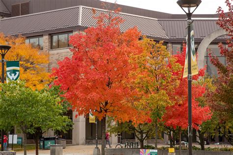 Wayne State University Libraries