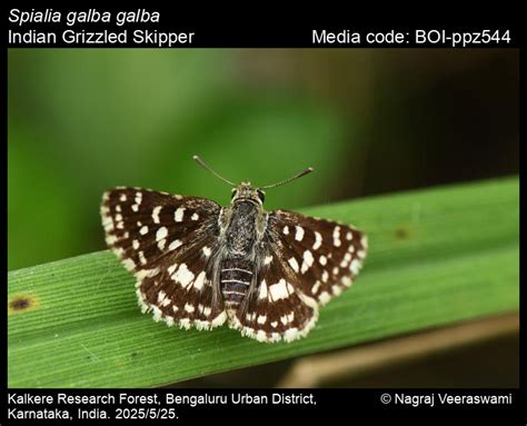 Spialia galba galba | Butterfly