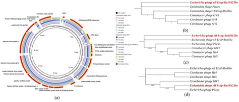 Characterization of Two New Shiga Toxin-Producing Escherichia coli O103 ...