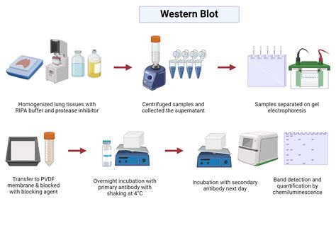 Overview of Western Blot | BioRender Science Templates