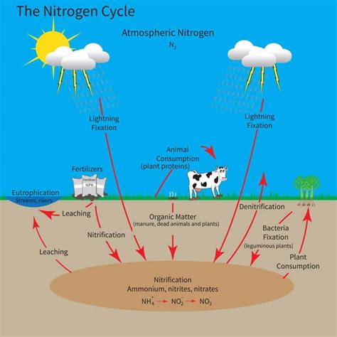 How Do Plants Use Nitrogen?