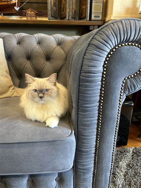 Cat Friendly Sofa Prezzi | Baci Living Room