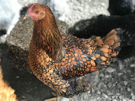 Gold Laced Wyandotte Chicks | Hard Run Acres