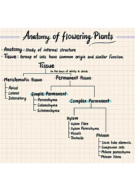 Anatomy of flowering plants - Tissue On the basis of ability to divide ...