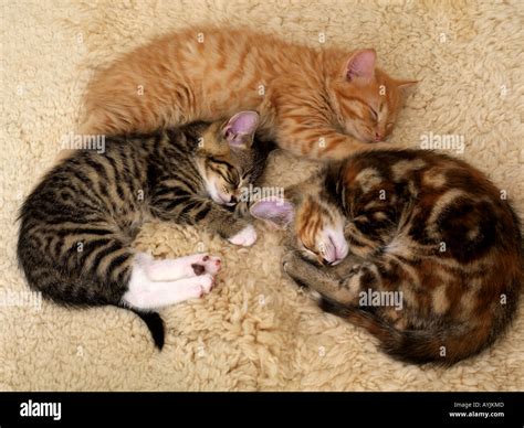 Three Eight Week Old Kittens Sleeping Stock Photo - Alamy