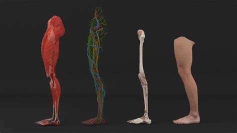 3D Male Realistic Anatomy Collection model | 3D Molier International