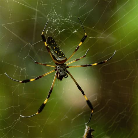 Symbolism of Spiders: Meaning and Interpretation