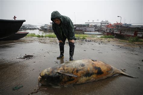 Troubled times for endangered Yangtze finless porpoise | WWF