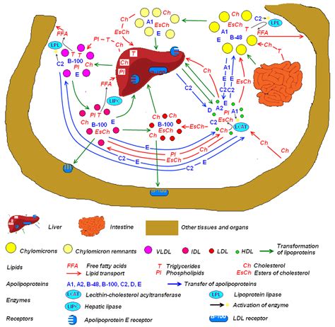 Molecular Genetic Mechanisms in Age-Related Macular Degeneration